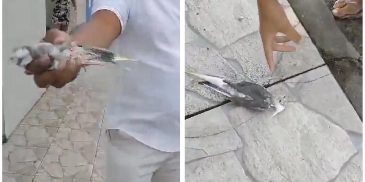 Advogado é acusado de matar Calopsita no interior da Bahia