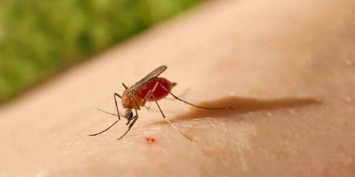 Febre oropouche: Bahia registra 916 casos da doença