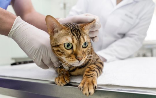 Shopping Bela Vista será ponto de vacinação antirrábica gratuita; confira