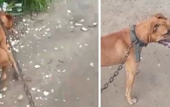 Cachorro é brutalmente morto com enxada em Feira de Santana