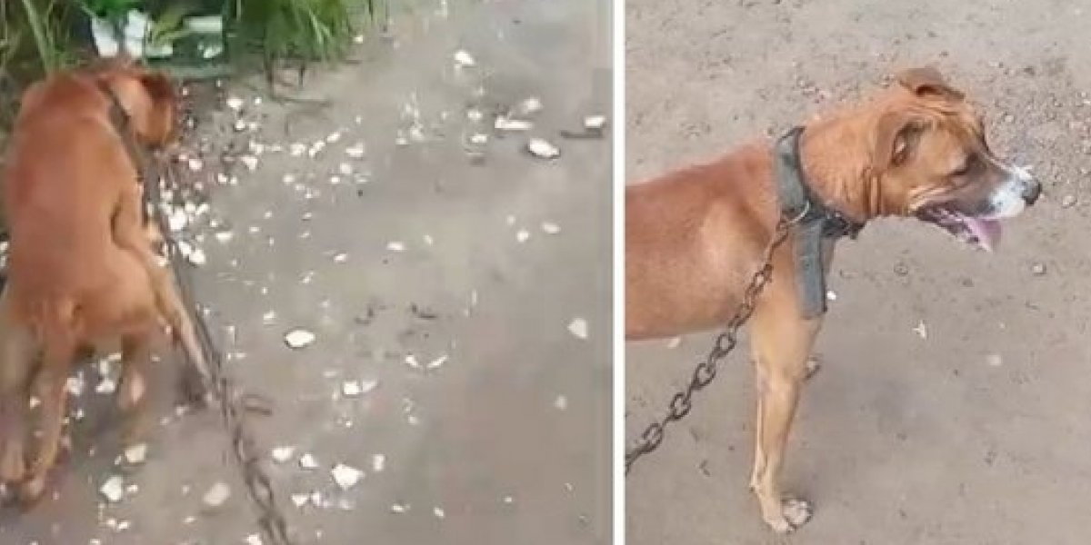 Cachorro é brutalmente morto com enxada em Feira de Santana