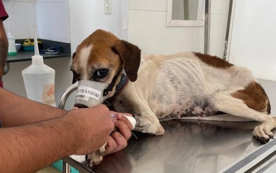 Homem é detido suspeito de deixar cadela presa em corrente sem água e sem comida