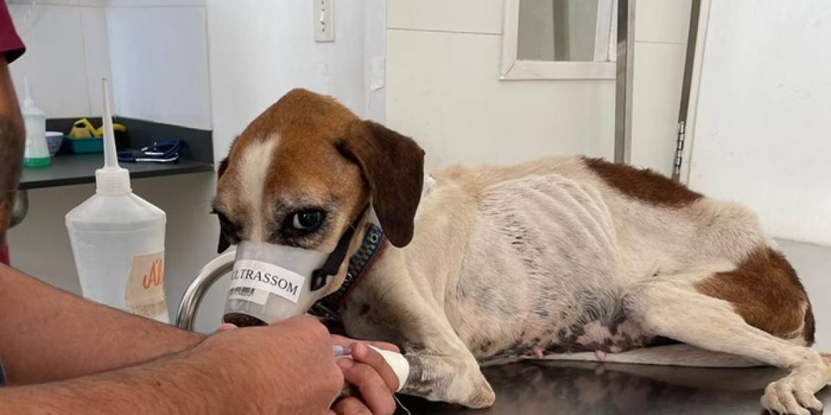 Homem é detido suspeito de deixar cadela presa em corrente sem água e sem comida