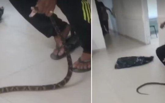 Homem leva cobra jararaca à UPA após ser mordido no Guarujá