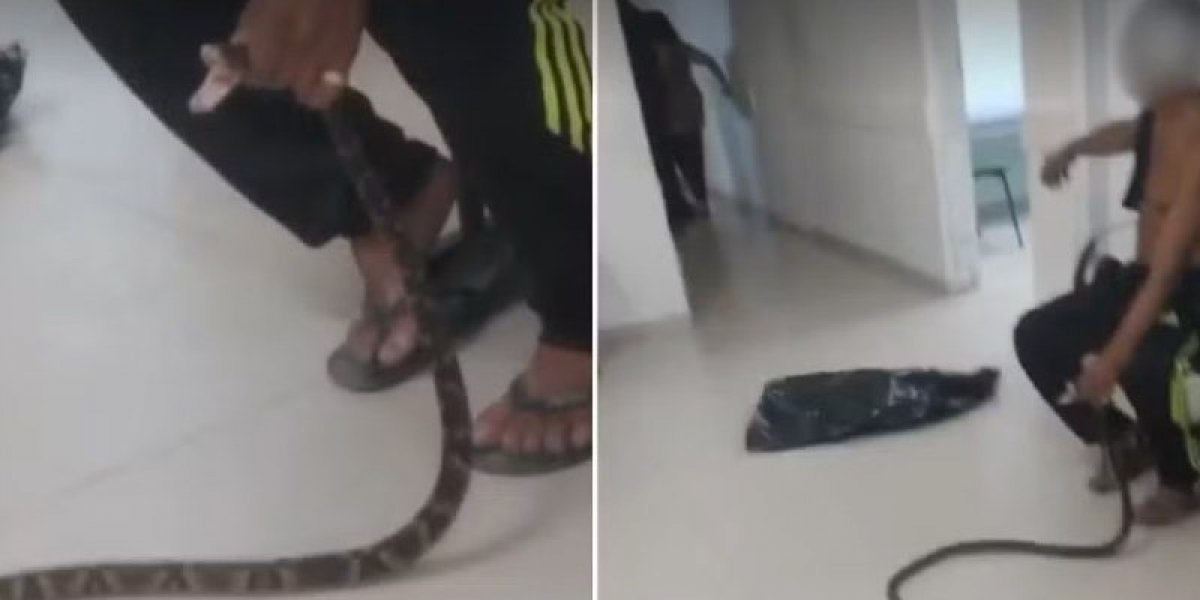 Homem leva cobra jararaca à UPA após ser mordido no Guarujá