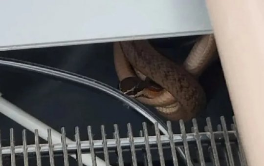 Cobra é localizada dentro de bebedouro em escola de Feira de Santana