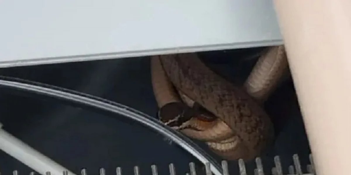 Cobra é localizada dentro de bebedouro em escola de Feira de Santana