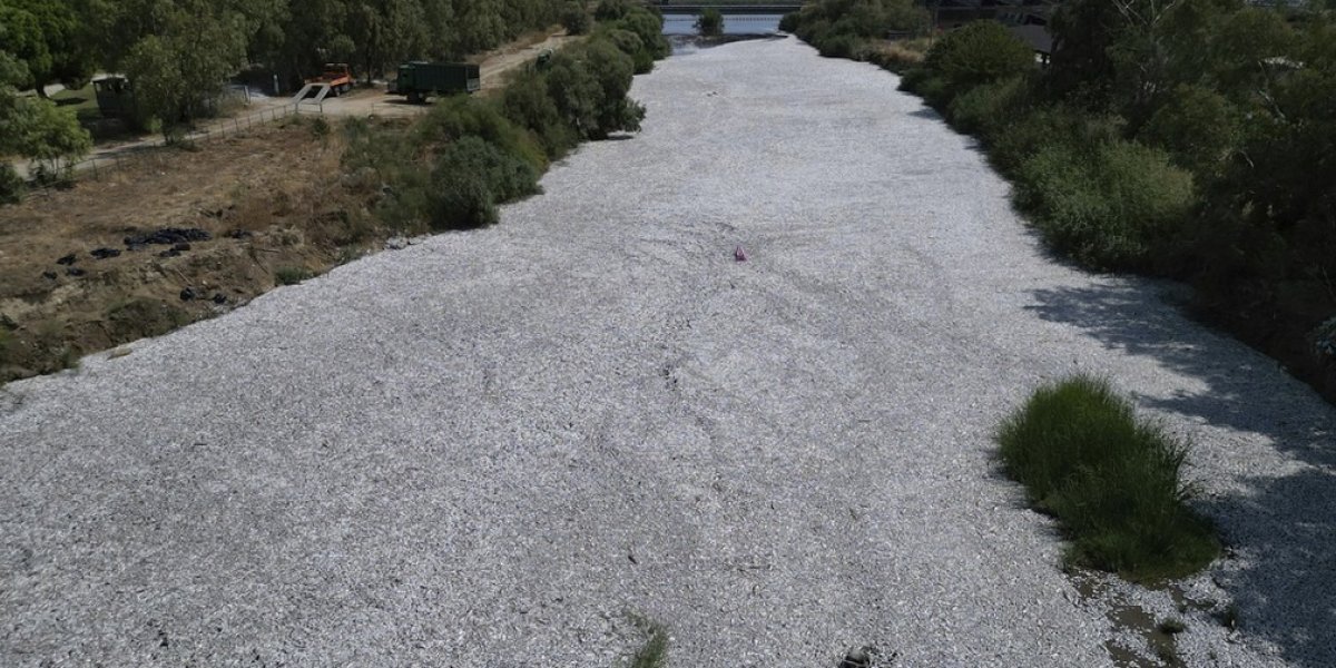 Cem toneladas de peixes mortos são encontrados em orla de cidade na Grécia