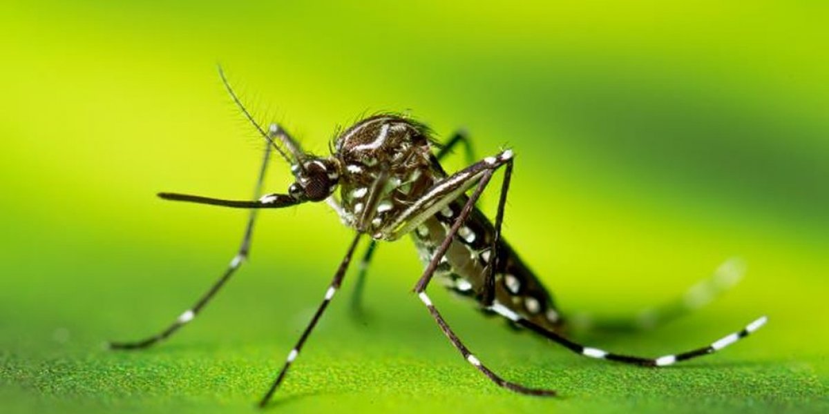 Brasil ultrapassa 6 milhões de casos prováveis de dengue em 2024