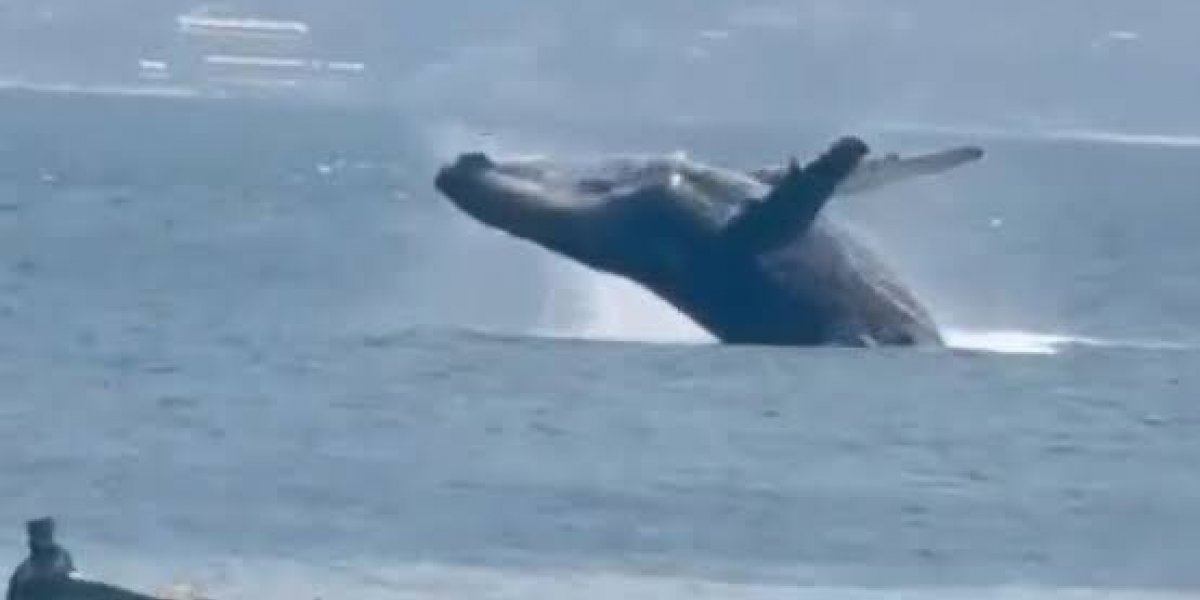 Baleia dá show de acrobacias no Porto da Barra em Salvador