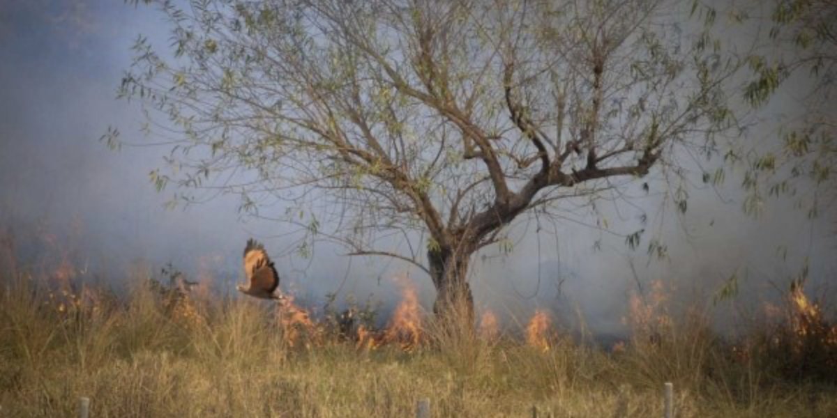 PRF prende suspeito de iniciar incêndio em Cerrado de Brasília