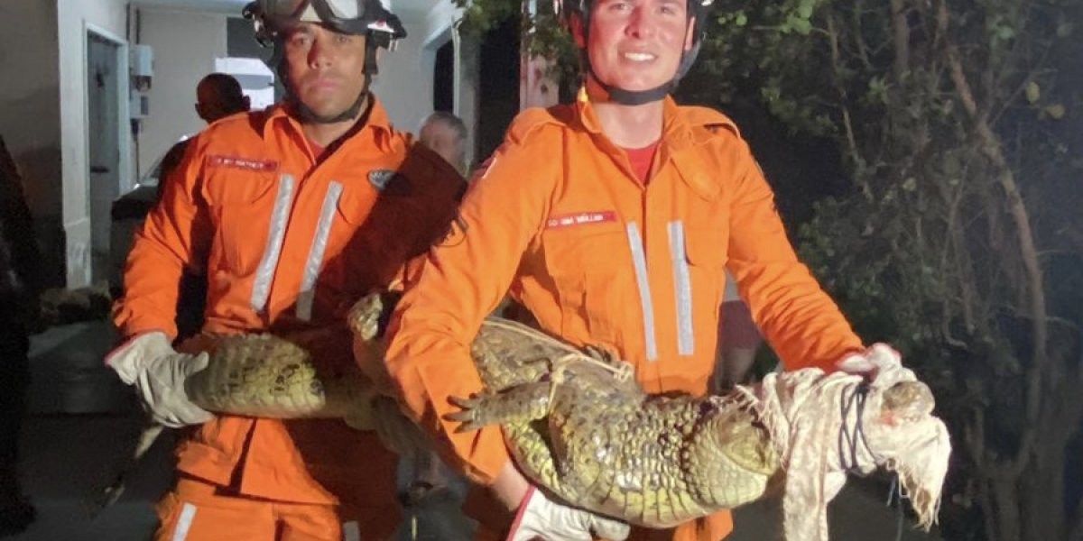 Agentes do Corpo de Bombeiros capturam jacaré de quase 2 metros de comprimento