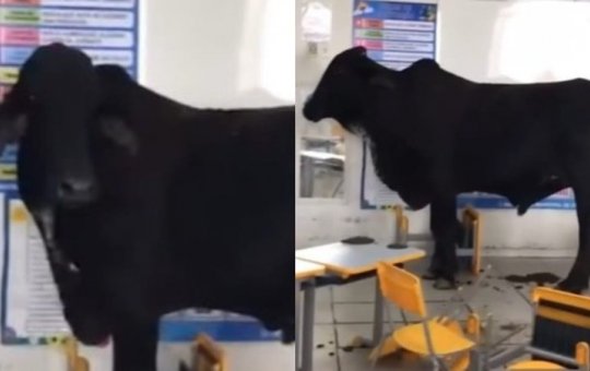 Boi invade escola em Minas Gerais e duas crianças ficam feridas