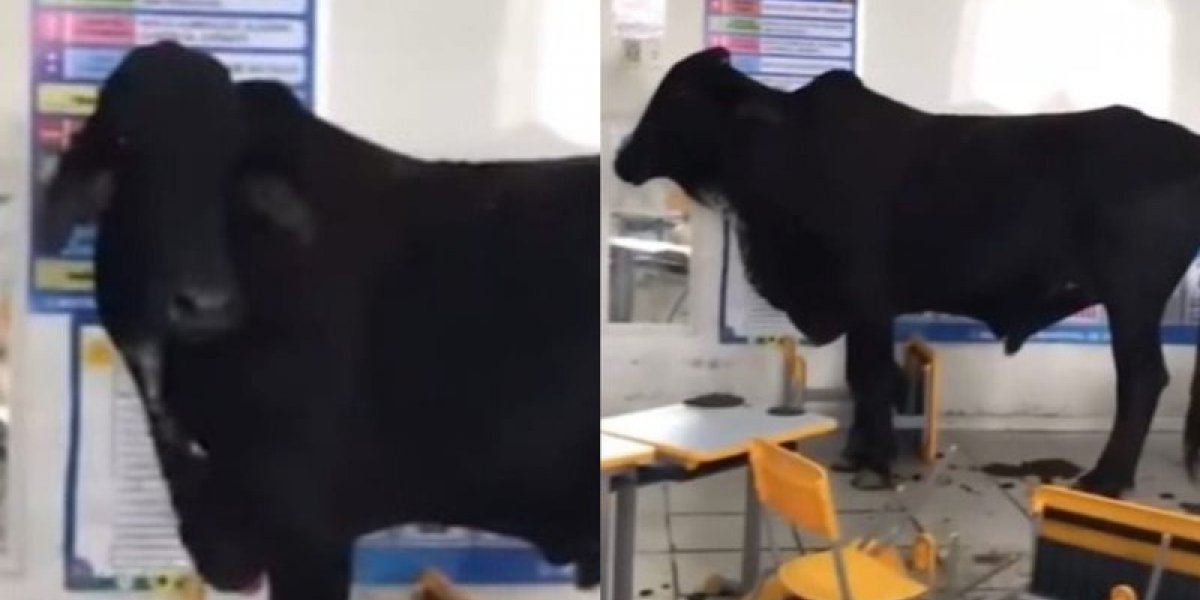 Boi invade escola em Minas Gerais e duas crianças ficam feridas