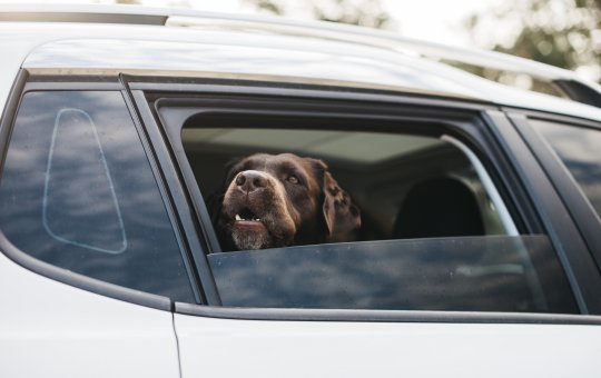 Projeto de Lei prevê multa para dono de pet que deixar animal sozinho em veículo