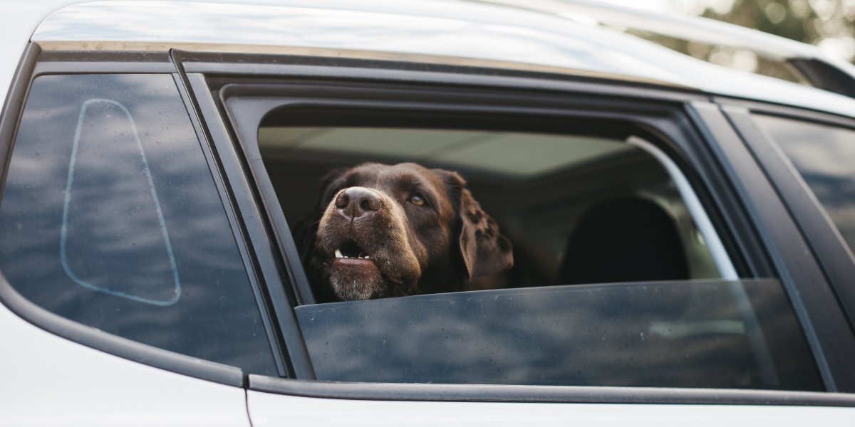 Projeto de Lei prevê multa para dono de pet que deixar animal sozinho em veículo