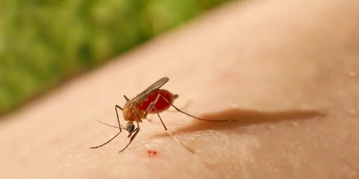 Bahia ultrapassa mil casos confirmados de febre oropouche