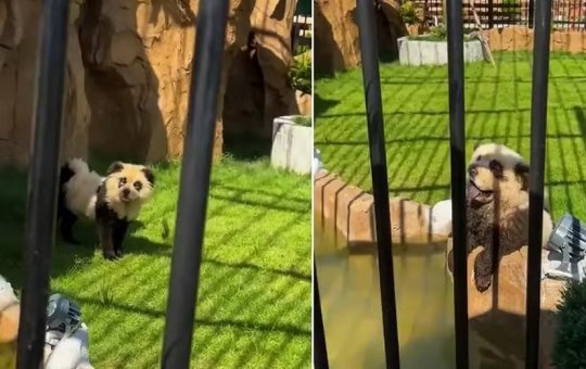 Zoológico na China admite que pintou cachorros para se parecerem com pandas