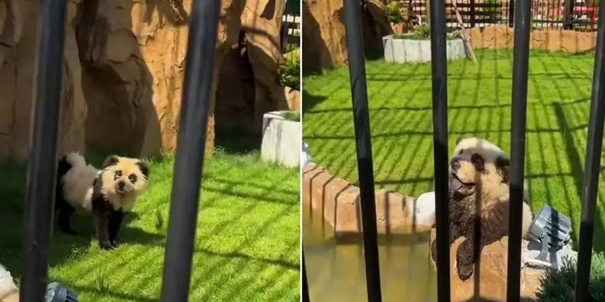Zoológico na China admite que pintou cachorros para se parecerem com pandas