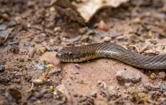 Brasil registra mais de 32 mil acidentes envolvendo serpentes em 2023