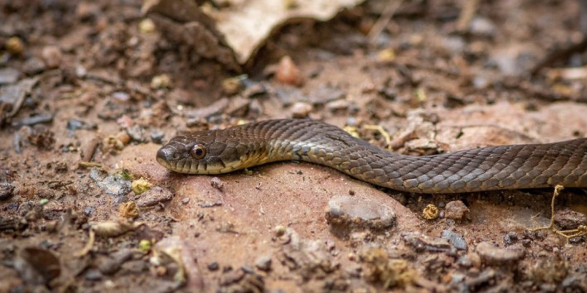 Brasil registra mais de 32 mil acidentes envolvendo serpentes em 2023