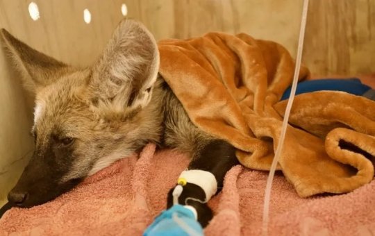 Filhote de lobo-guará é resgatado de incêndio no interior do estado