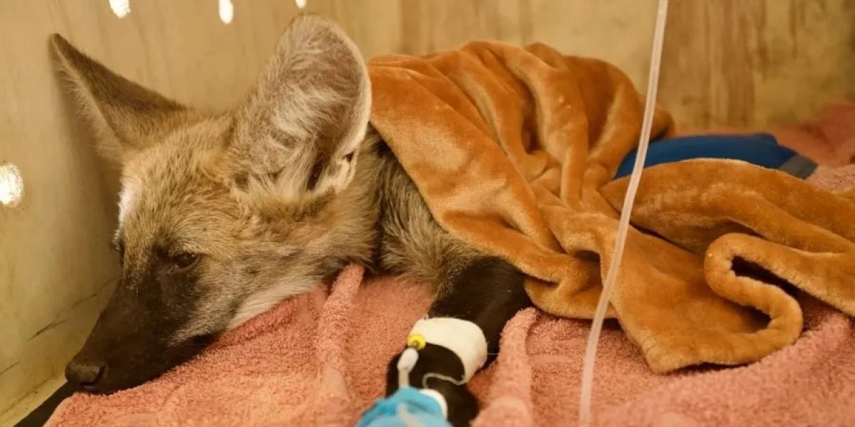 Filhote de lobo-guará é resgatado de incêndio no interior do estado