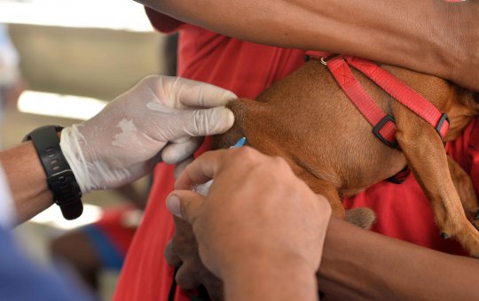 Ações de prevenção e combate no Dia Mundial da Raiva