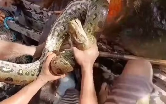 Homem morde sucuri para evitar ataque à criança