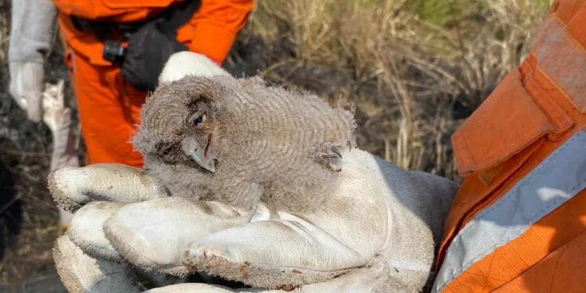 Bombeiros resgatam filhotes de coruja em meio a incêndio no interior do estado