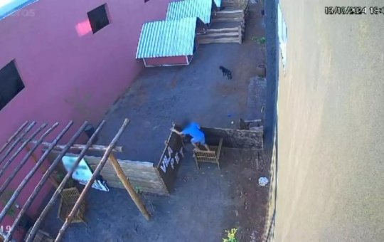 Criança invade hospital veterinário e mata 23 animais no Paraná
