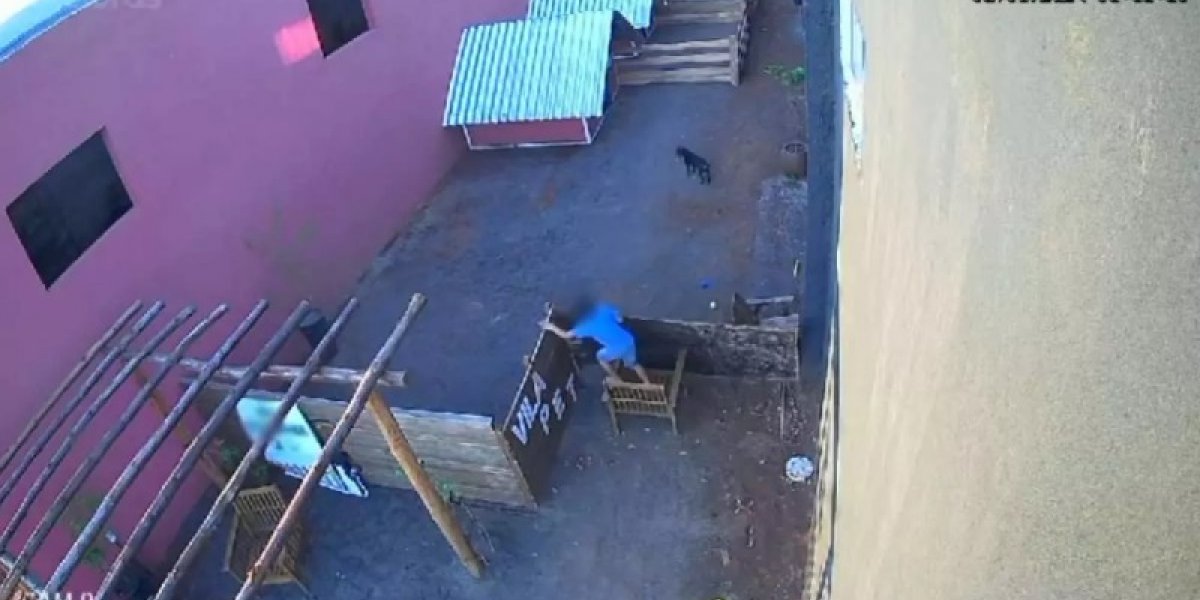 Criança invade hospital veterinário e mata 23 animais no Paraná