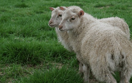 Câmara aprova Projeto de Lei que permite clonagem de animais para pecuária