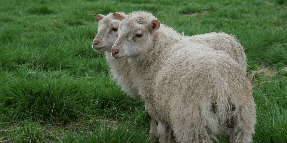 Câmara aprova Projeto de Lei que permite clonagem de animais para pecuária