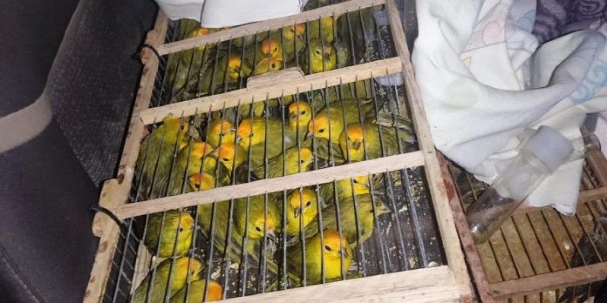 Operação contra tráfico de animais resgata 400 pássaros na Bahia
