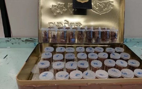 Homem é detido com 50 aranhas dentro de mala em aeroporto