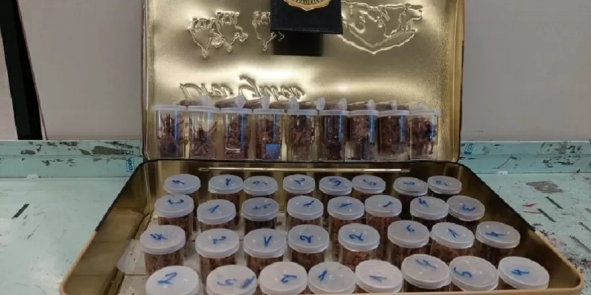 Homem é detido com 50 aranhas dentro de mala em aeroporto