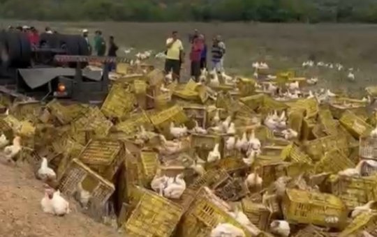 Caminhoneiro que transportava galinhas morre após acidente na BA-026