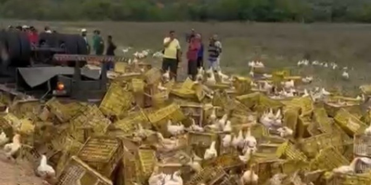 Caminhoneiro que transportava galinhas morre após acidente na BA-026