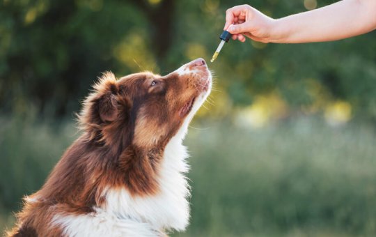 Anvisa aprova uso da cannabis na medicina veterinária
