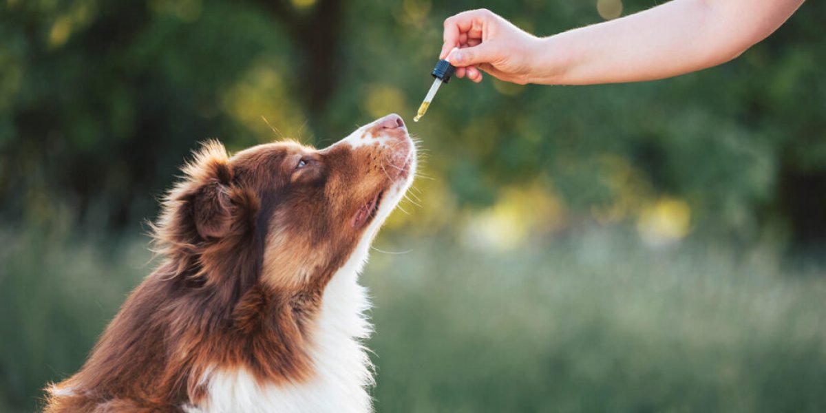 Anvisa aprova uso da cannabis na medicina veterinária