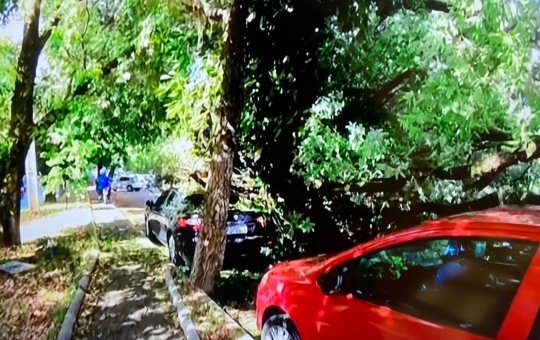 Árvore cai no bairro da Federação e atinge dois carros