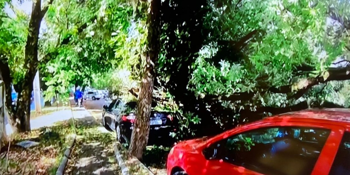 Árvore cai no bairro da Federação e atinge dois carros