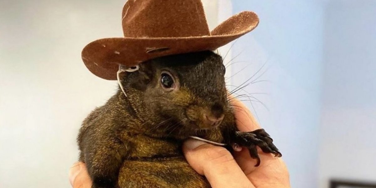 Morte de "esquilo influencer" é vira debate político em eleição americana