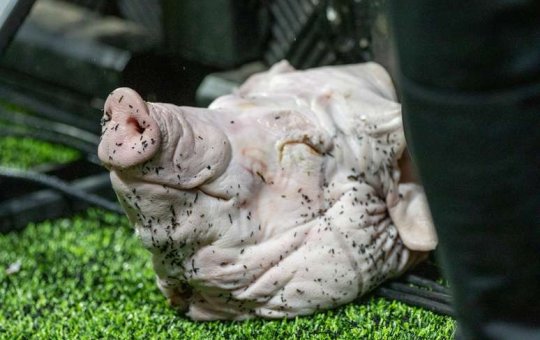 'Fiz uma provocação sadia', diz torcedor que comprou cabeça de porco