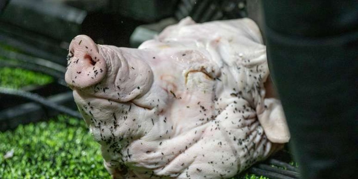 'Fiz uma provocação sadia', diz torcedor que comprou cabeça de porco