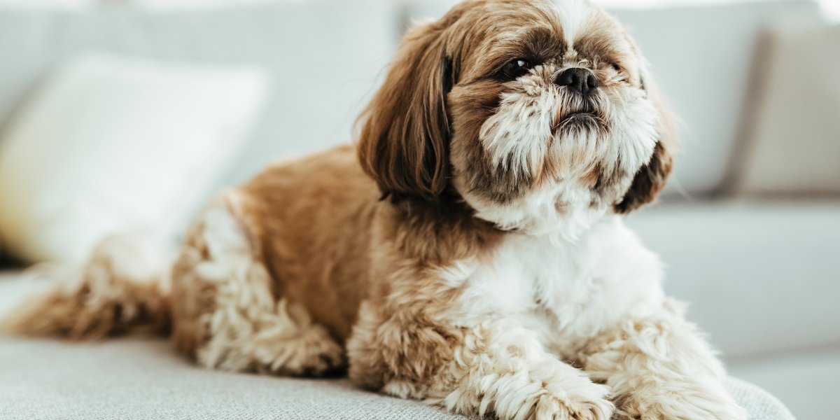 Shit zu é morto durante briga de casal no interior da Bahia