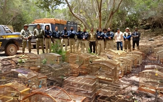 Mais de 960 animais são resgatados em operação no Recôncavo baiano