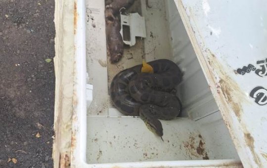 Sucuri é resgatada pela Polícia no bairro de Plataforma