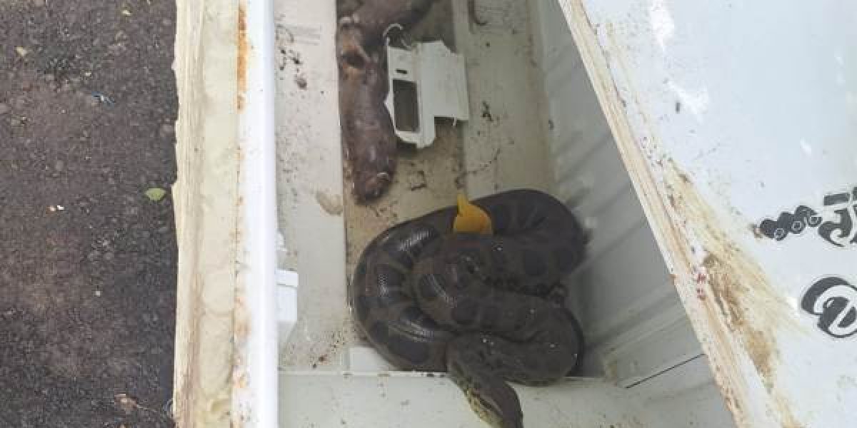 Sucuri é resgatada pela Polícia no bairro de Plataforma